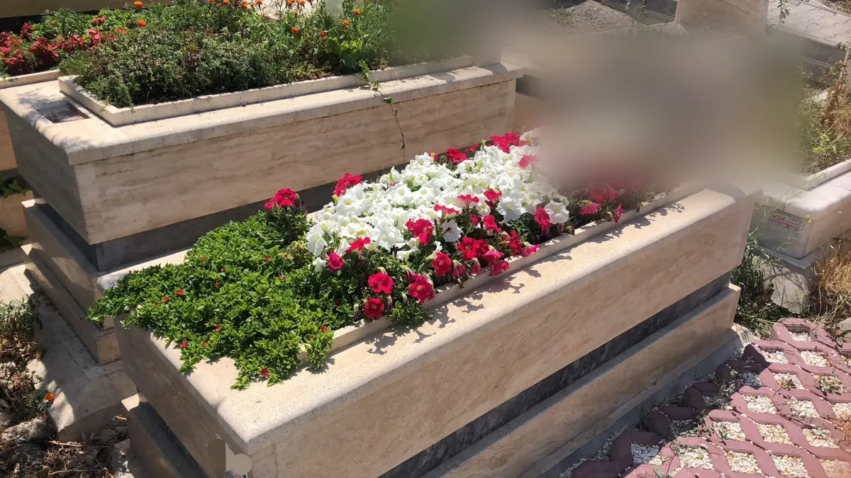 Yıkanmış taş yüzey ve yeni dikilmiş petunyalar